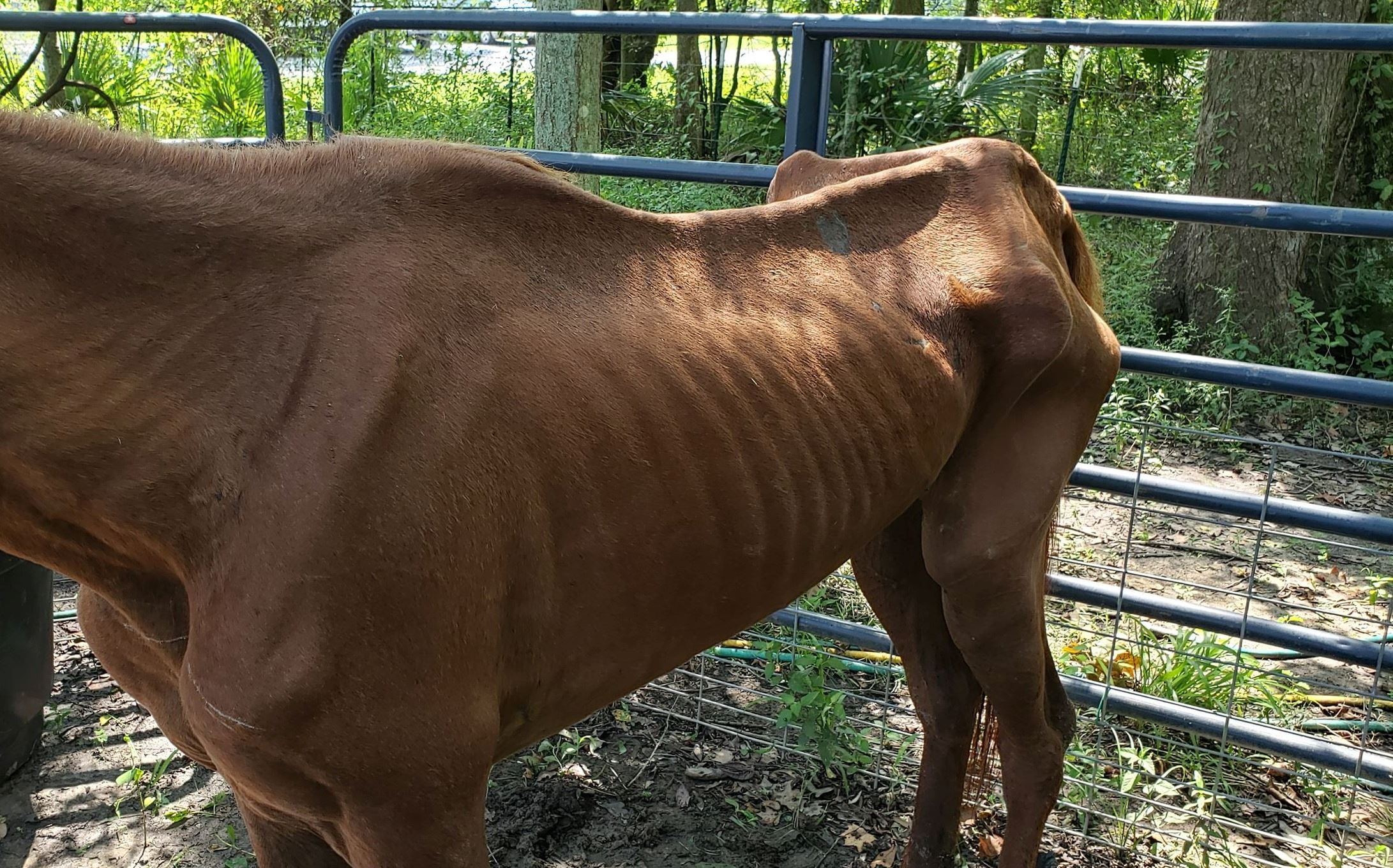 emaciated horse emaciated horse